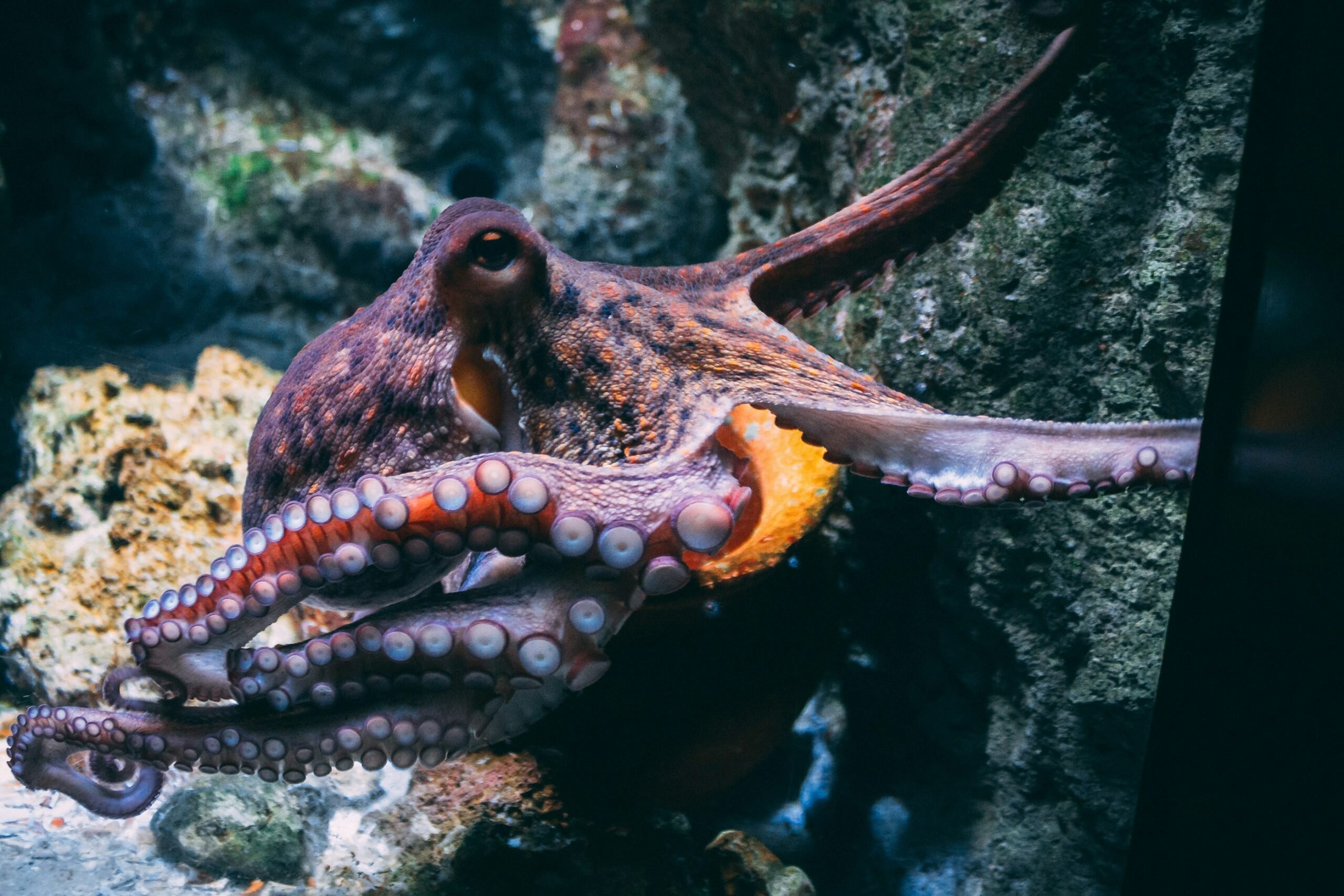 why-the-octopus-is-often-thought-to-be-an-alien-like-creature